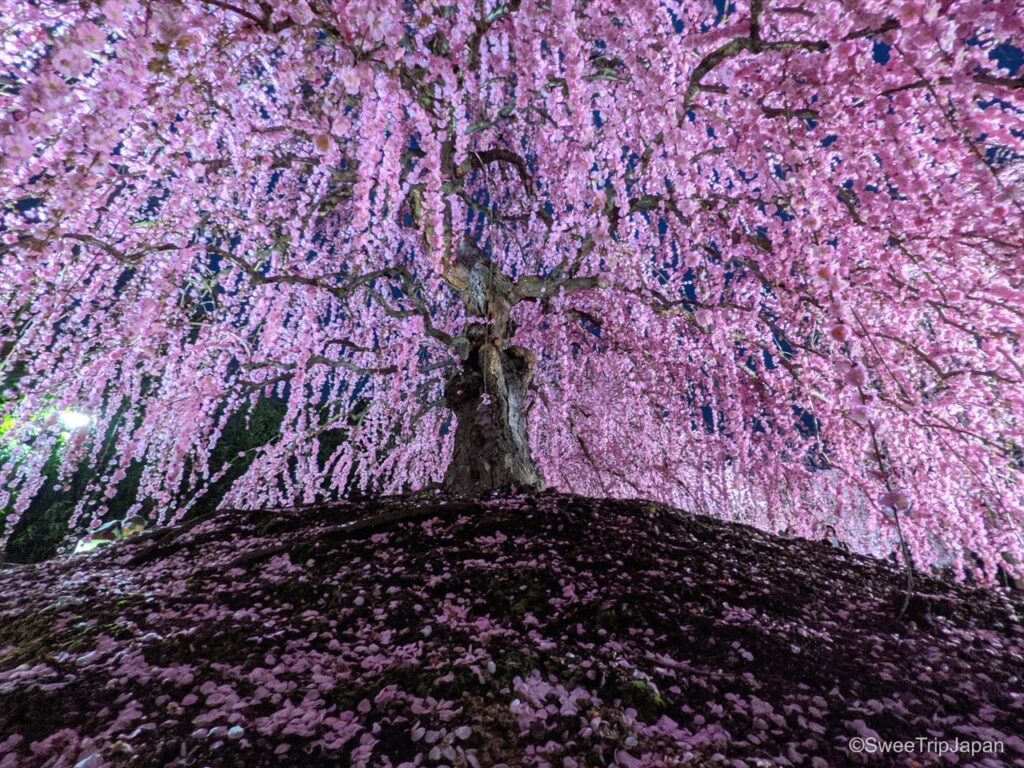 Suzuka Forest Garden - SweeTrip Japan - Explore Japan In The Best Way