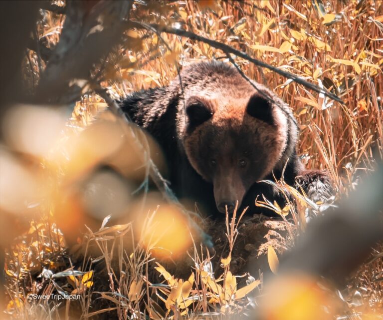 Brown Bear in Shiretoko