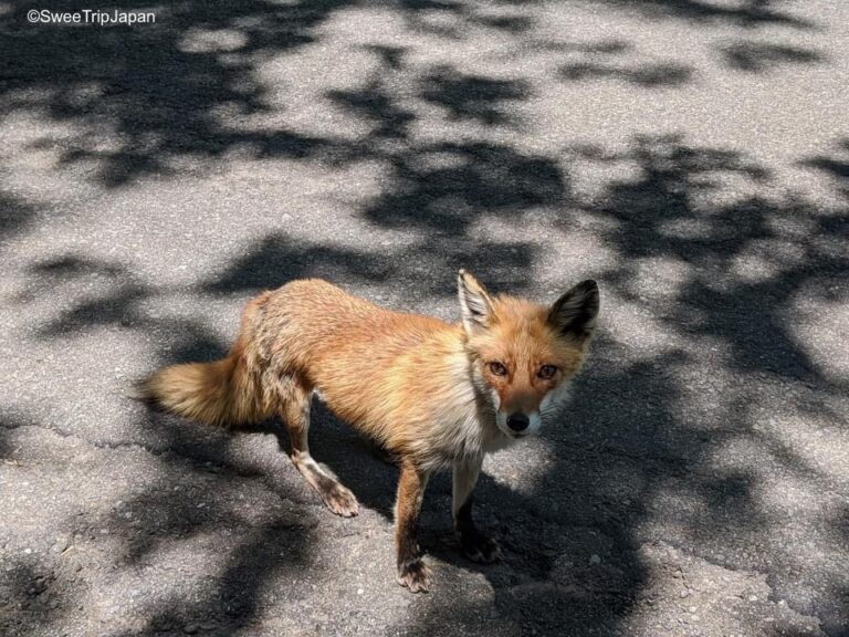 Wild Fox in Aomori