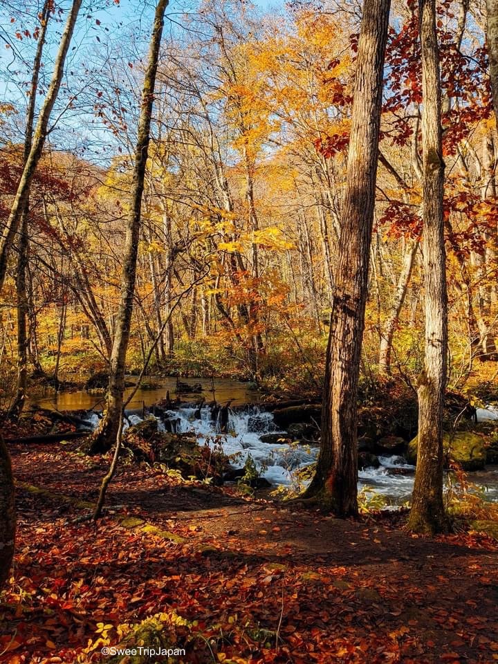 Oirase Stream in Autumn colors