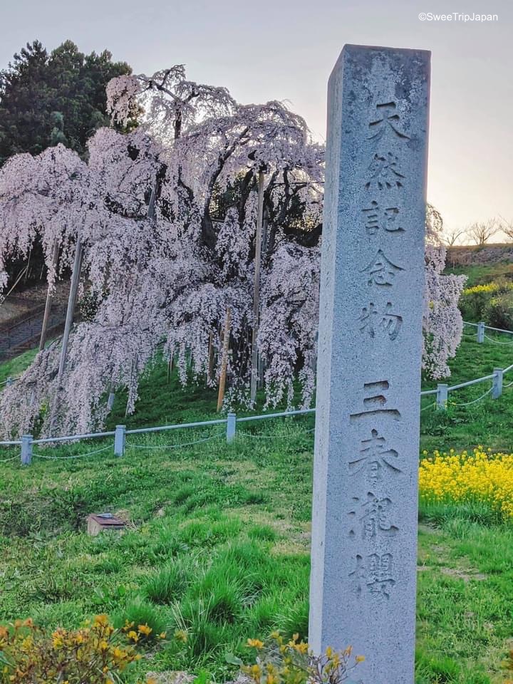 Miharu Takizakura cherry tree in Fukushima