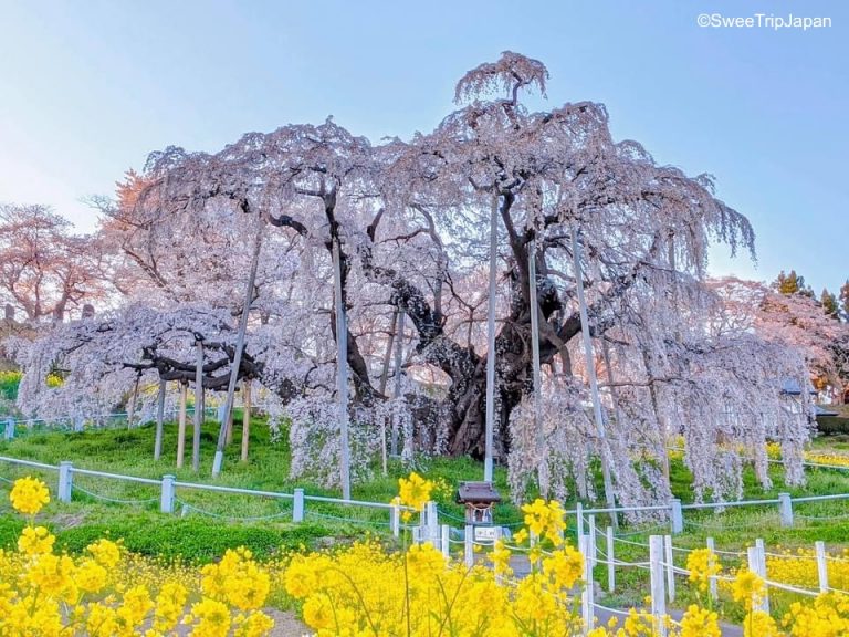 Miharu Takizakura cherry tree in Fukushima