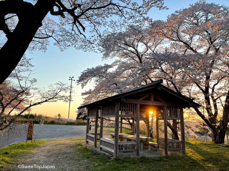 cherry trees in fukushima