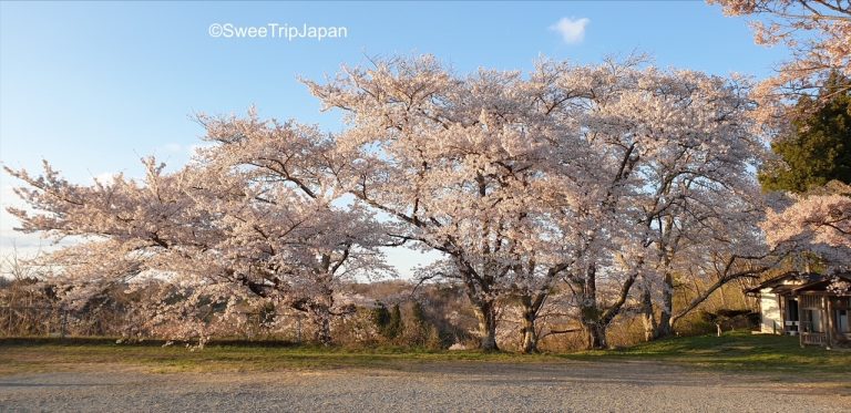 cherry trees in fukushima