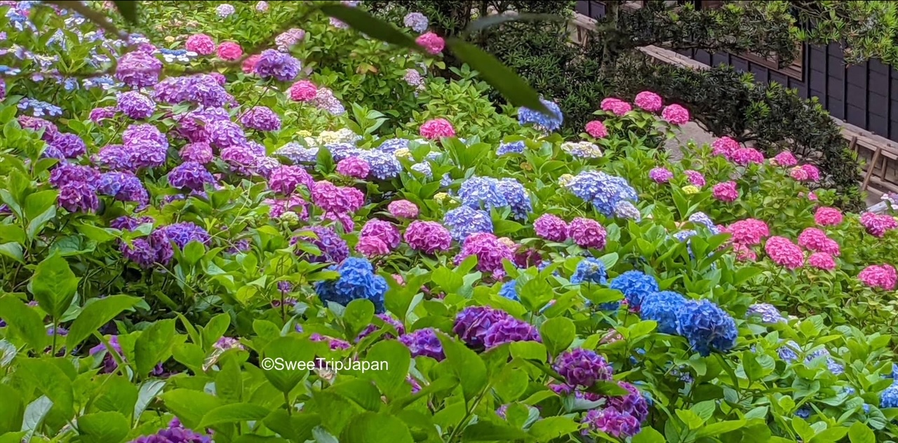 Hydrangea Mansion - A colorful place for the rainy season - SweeTrip ...