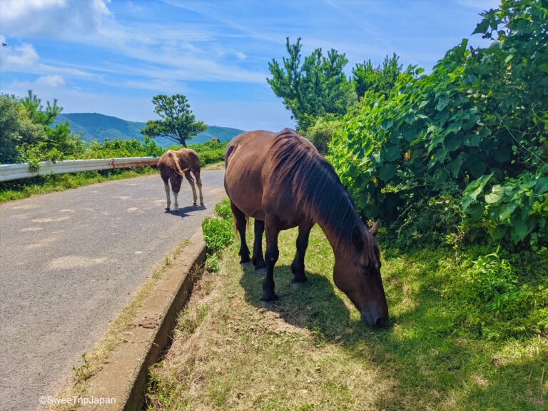 Nishinoshima Horses Japan