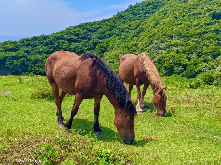 Nishinoshima Horses Japan