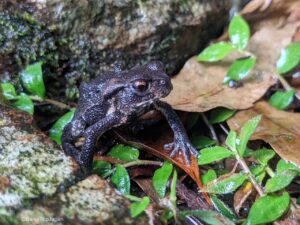 Nachi Falls frog