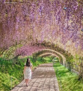 Kawachi Wisteria Garden