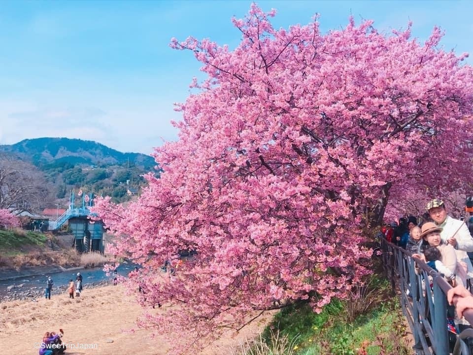 Kawazu Sakura