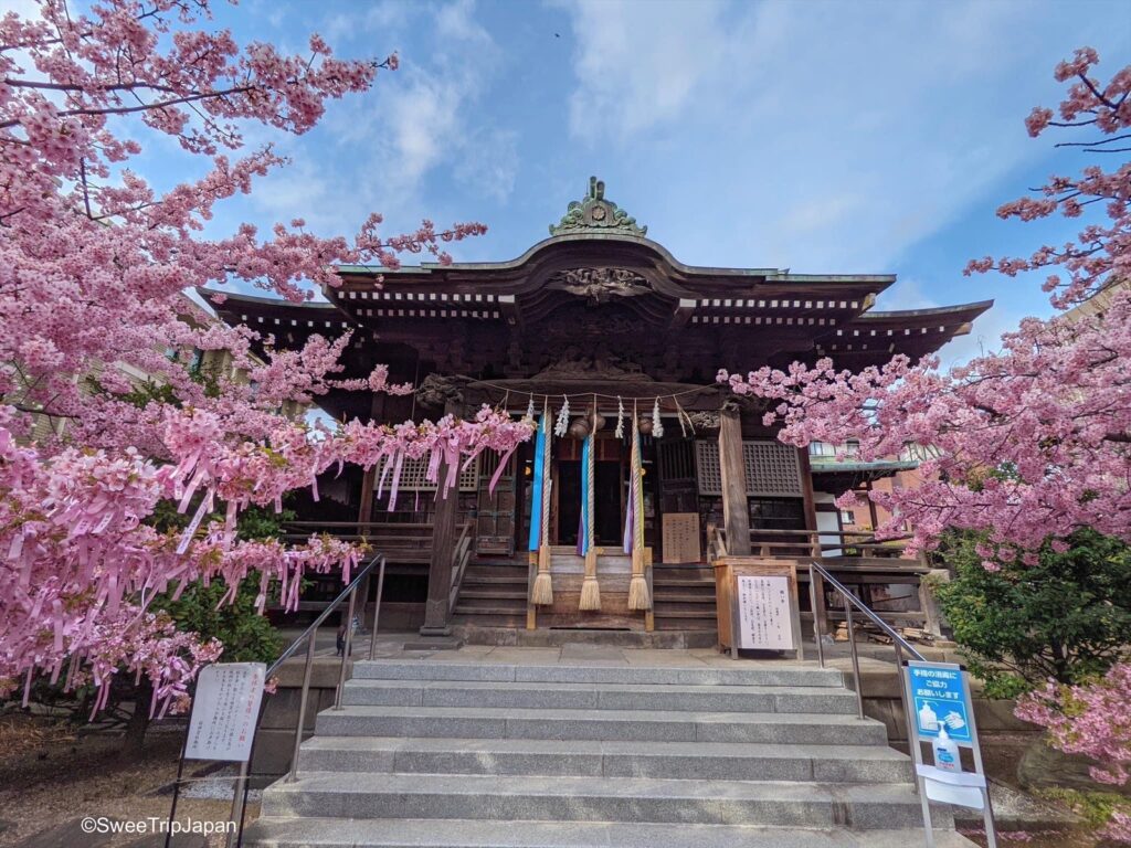 Sakura Jingu