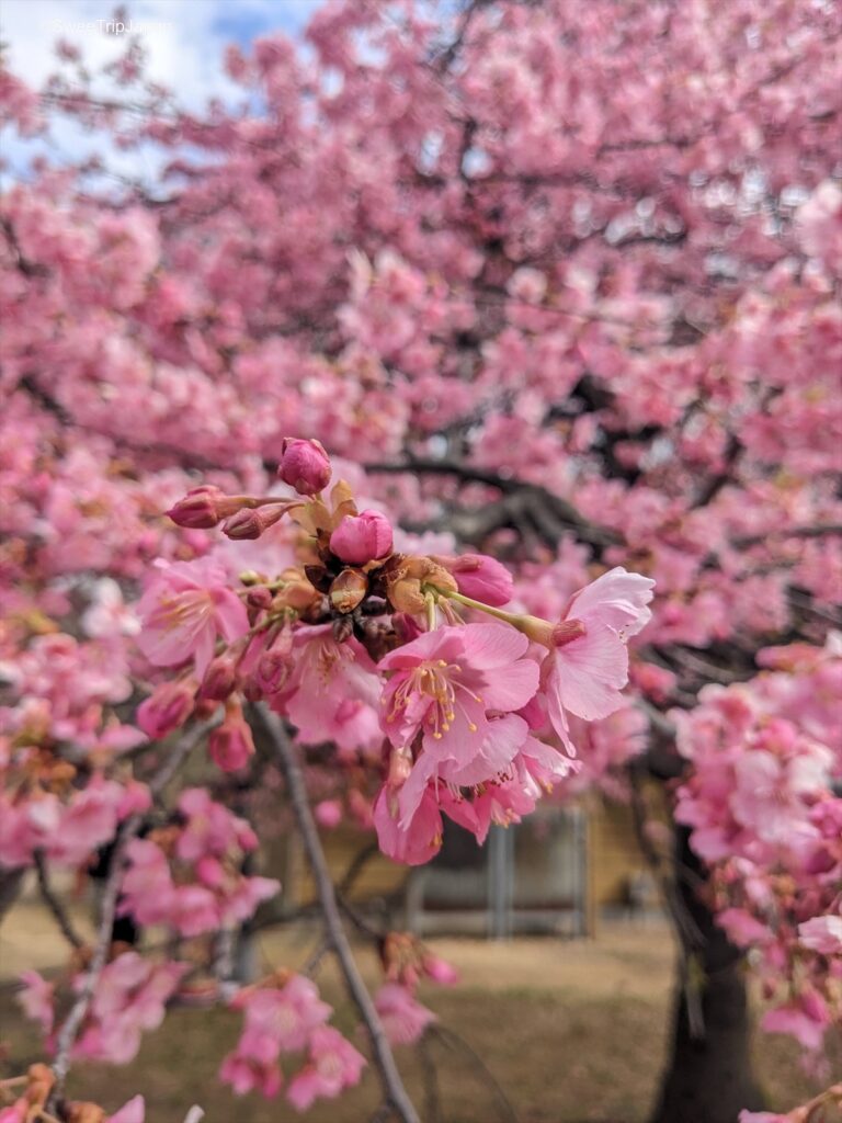 Yoyogi Park