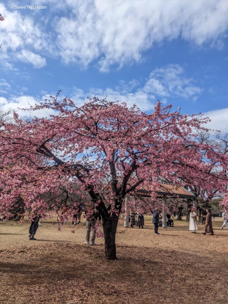 Yoyogi Park