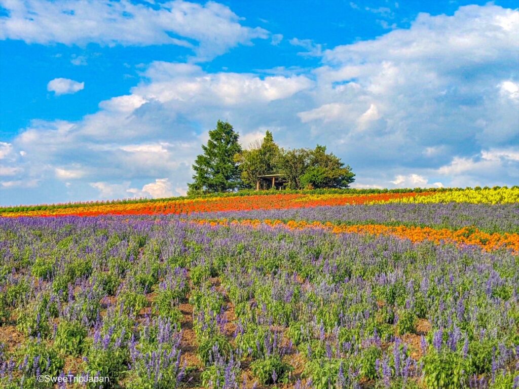 Kanno Farm